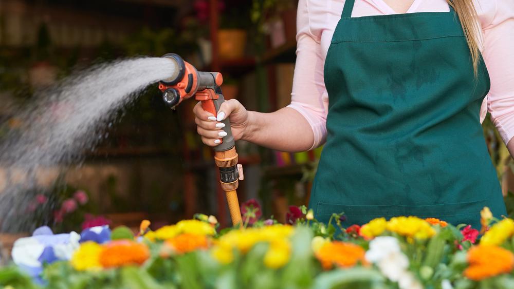 Watering flowers with a hosepipe